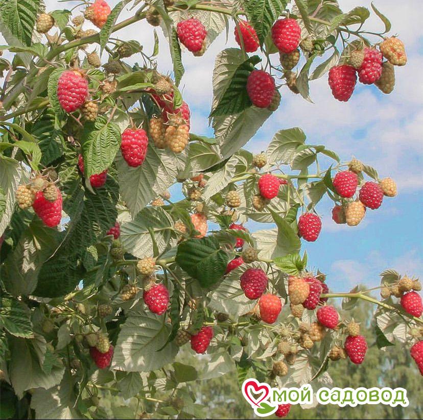 Малина ремонтантная Зюгана