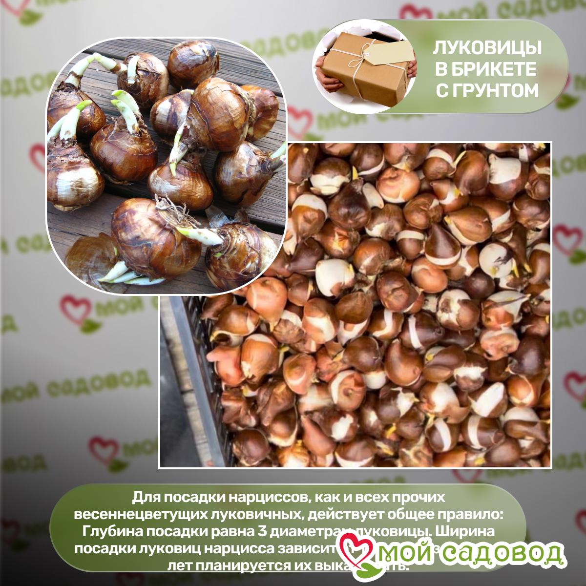 Нарцисс Таити махровый