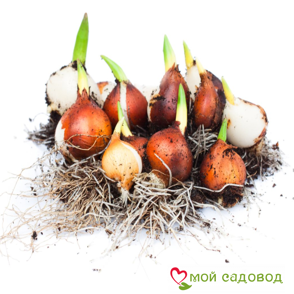 Тюльпан Махровый Шайн Брайт